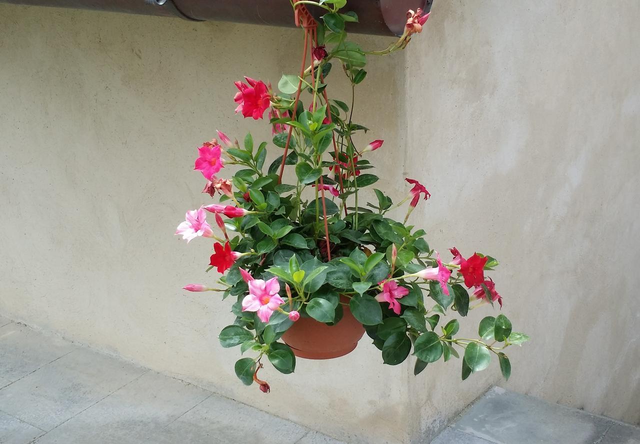 B&B Le Torri Di Firenze フィエーゾレ エクステリア 写真